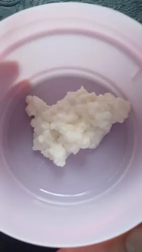 MUDA DE KEFIR DE LEITE