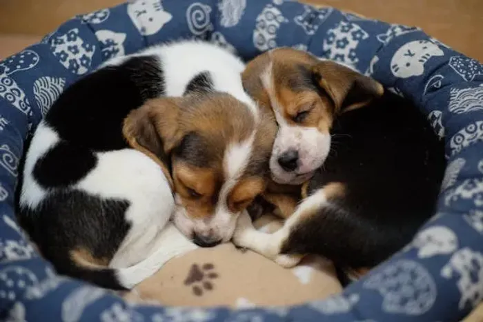 Beagle Para Quem Ama Companheirismo de Verdade