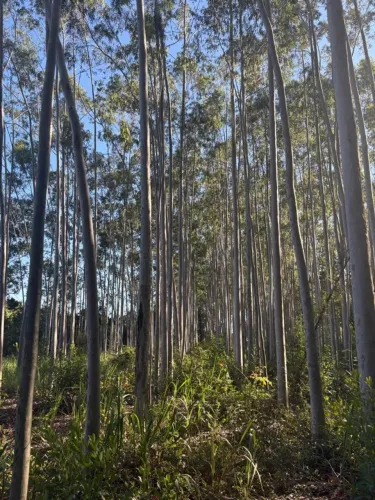 EUCALIPTO CITRIODORA PARA CONSTRUÇÃO CIVIL - Tambaú/SP