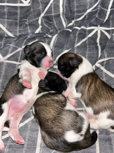 Filhotes Shih Tzu × Lhasa Apso | Presidente Prudente