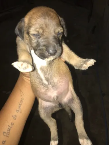 Doação de filhote de cachorro