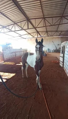 Cavalo mangalarga Paulista macha picada