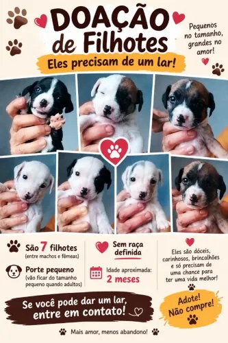 Doa-se filhotes de cachorros lindos 