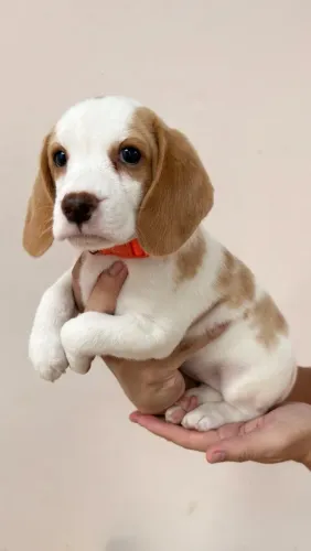 Filhote de Beagle - fêmea