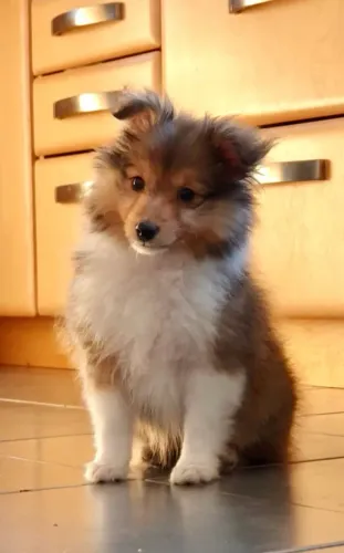 Pastor de shetland - promoção 