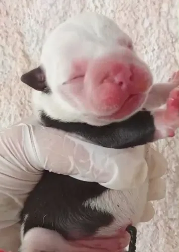 American Bully micro 
