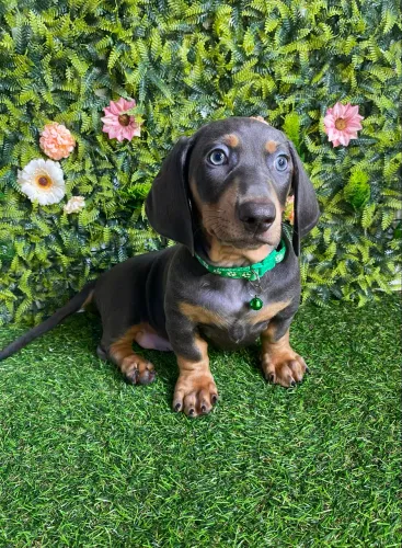 Dachshund - Basset