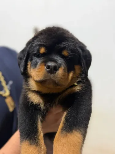 Filhote de rotweiller