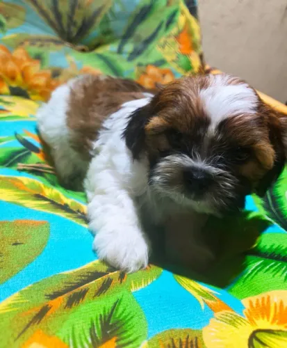 Filhote mini shitzu