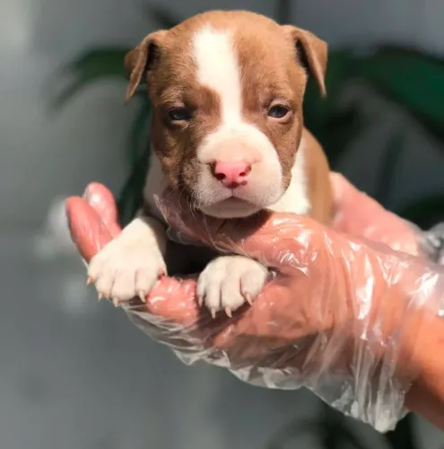 Pitbull red nome, 45 dias vermifugados