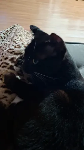 Doação Gato