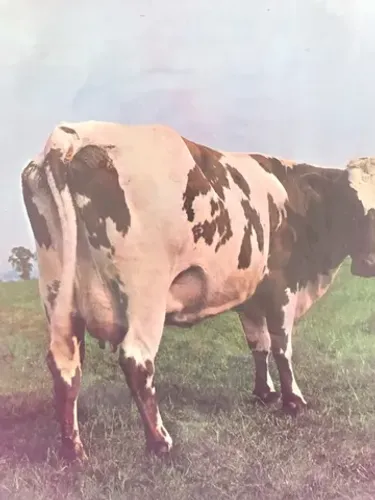 Pink Floyd Atom Hearth Mother