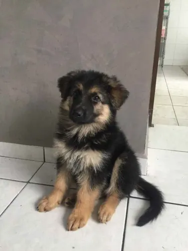 Filhote pastor alemão, Um Novo Amigo Para Todos os Momentos!