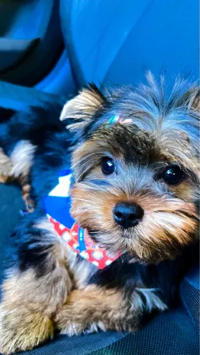 Yorkshire lindo e calmo