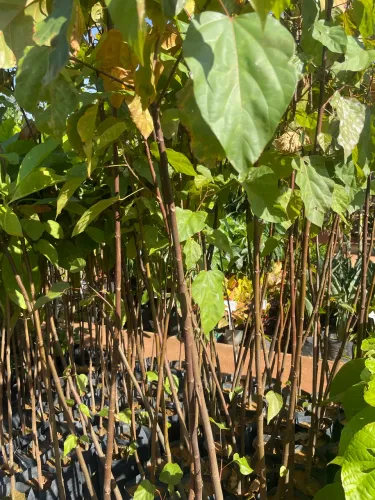Muda de Urucum 