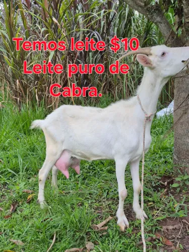 Cabra 