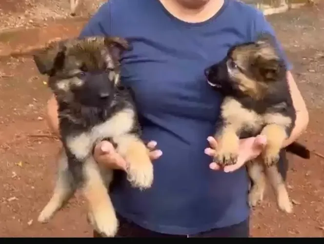 Pastor Alemão - Lindos e Fofos!
