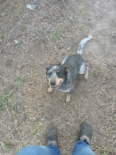 Mestiça Blue heeler