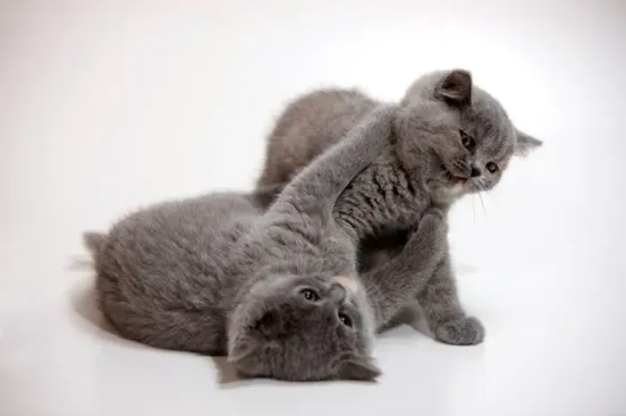 Tranquilos Chartreux disponíveis! 
