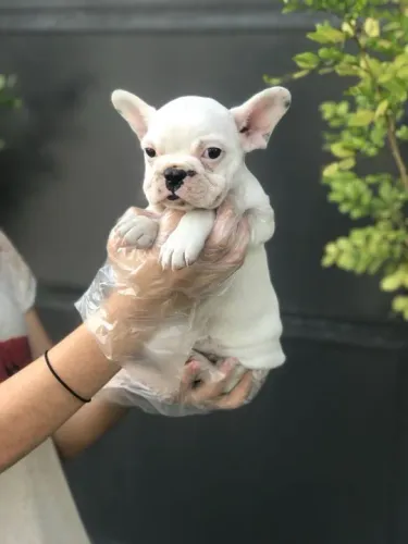 Bulldog frances os mais fofos de são Paulo