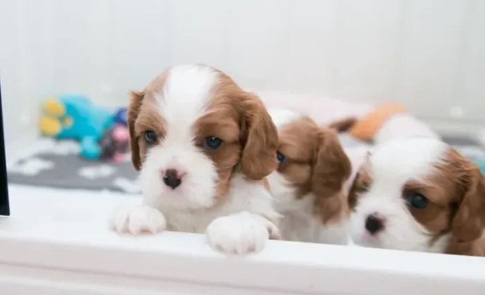 Cavalier king, machinho com 53 dias, 1 dose da vacina importada V10- Dani
