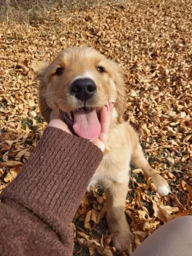 Filhotes Golden Retriever 