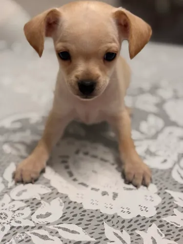 Filhotes Pinscher 01 ( fêmeas e macho)