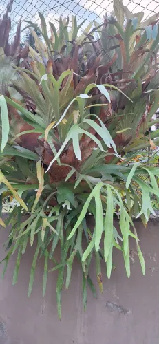 Planta - Chifre de Veado (Platycerium bifurcatum)