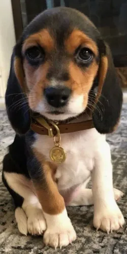 Beagle 13 polegadas melhor companhia para seu filho 