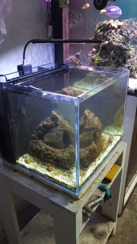 Aquário marinho completo