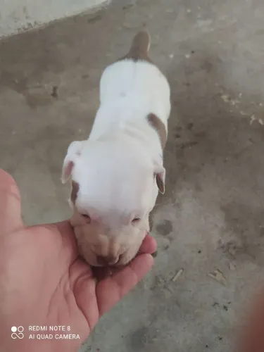 AMERICAN BULLY 1.000 puro
