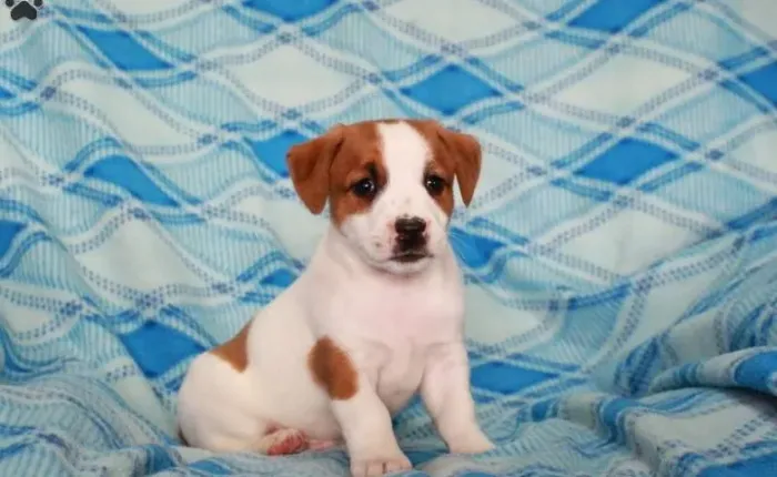 Jack Russell Terrier,Jack Russell Terrier Filhote Linda Linhagem Disponível