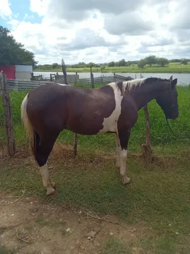 Cavalo mestiço quarto de milha 