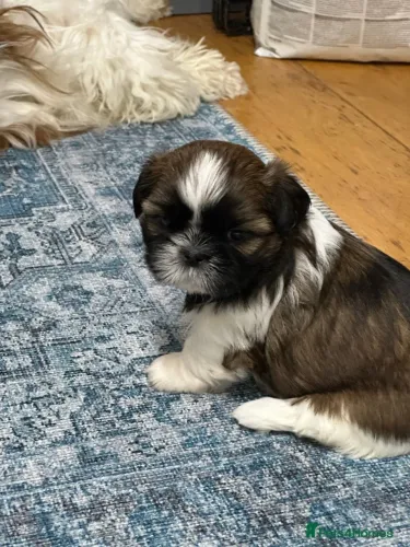 Filhote de cachorro shih tzu/shitzu dócil brincalhão e saudável