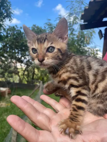 Bengal Fêmeas e Machos