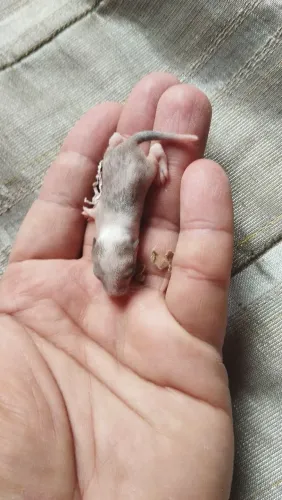 Filhotes de Gerbil a venda