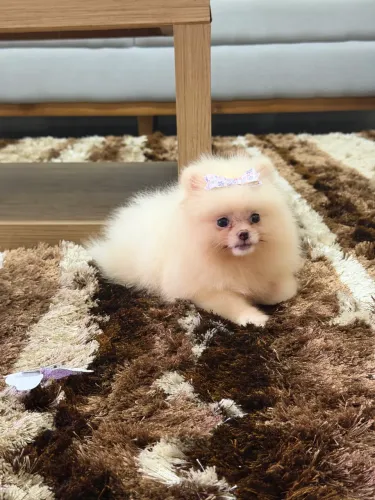 Spitz alemão macho e fêmea 