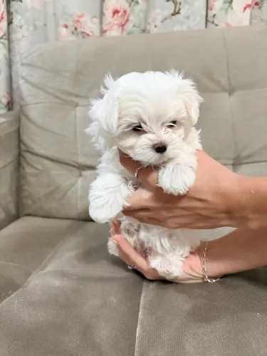 Filhote fêmea de Maltês com 1,5 meses e Pedigree