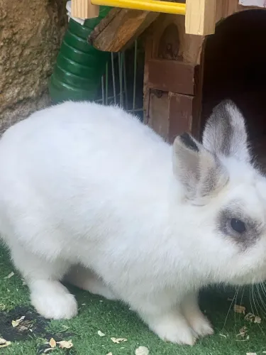 Mine coelho nertherland dwarf com casinha e acessórios