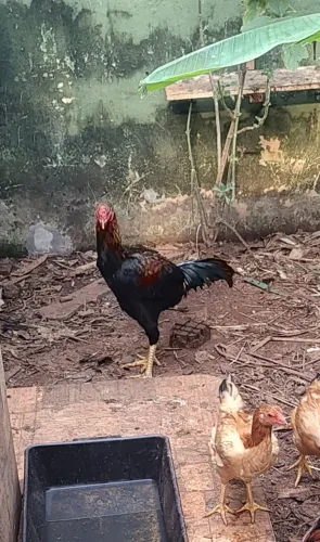 Galo Índio novo.