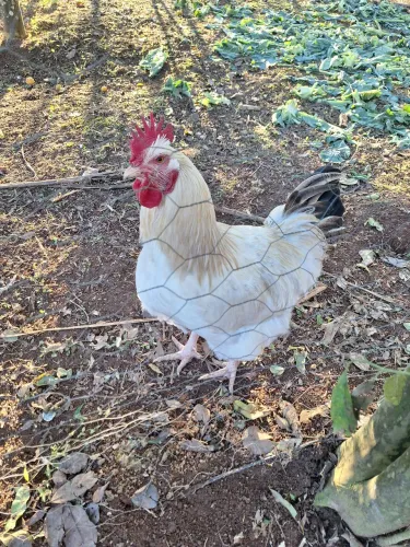 Galo Caipira Raca Orpington