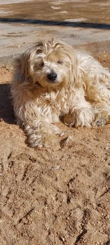 Cachorro
