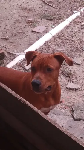 Cachorro Pitbull (Pitmonster) 6 meses /vacinado e vermifulgado 