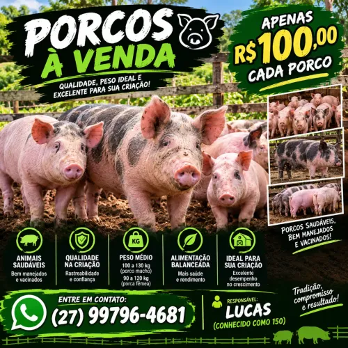 Vendo porco