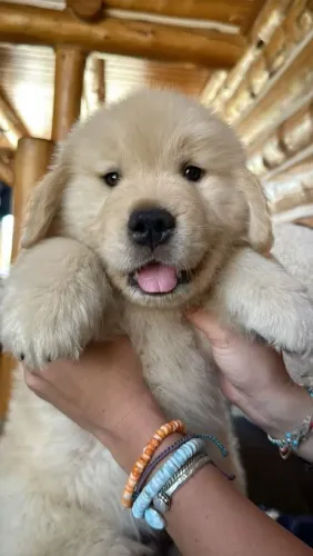 Golden Retriever Para quem está comparando opções de filhotes