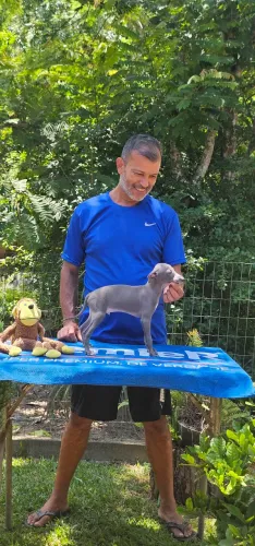Galgo Italiano Macho Cinza - Menorzinho