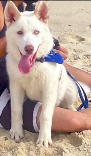 Vendo husky siberiano 1 ano