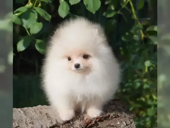 Filhotes curioso e alegre Spitz Alemão/ Lulu da Pomerânia/ anão/ anãozinho