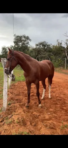 Cavalos 