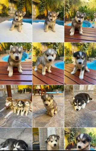 Husky Siberiano lindos filhotes vermífugados e vacinados todos